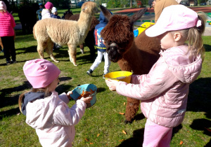 Dzieci w ogrodzie przedszkolnym karmią alpakami.