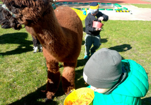 Dzieci w ogrodzie przedszkolnym karmią alpakami.