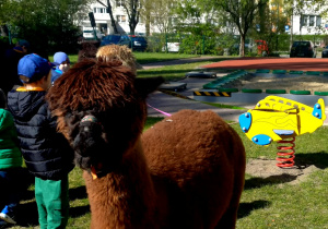 Dzieci w ogrodzie przedszkolnym stoją wśród alpak.