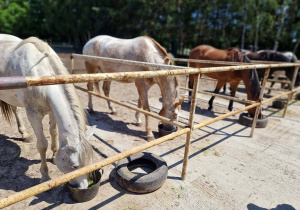 Wybieg koni w StajniFreedom - konie stoją przy barierce.