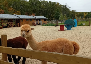 Alpaki w gospodarstwie.