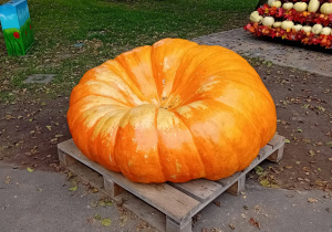 Gigantyczna pomarańczowa dynia.