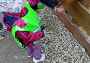 Dzieci karmią alpaki.