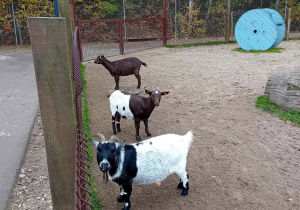Kozy w gospodarstwie.
