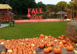 Ekspozycja z dyń w tle z napisem "Fall in love".