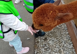 Dzieci karmią alpaki.