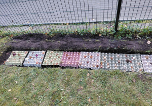 Posadzone cebulki kwiatowe wzdłuż ścieżki przedszkolnej.