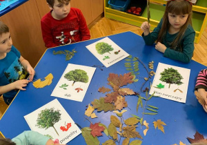 Dzieci szukają na ilustracjach liście identyczne z posiadanymi i poznają nazwę drzewa z którego pochodzą