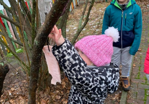 W ramach projektu "Jestem małym przyjacielem przyrody" - dziewczynka wiesza na gałęzi drzewa słoninkę.